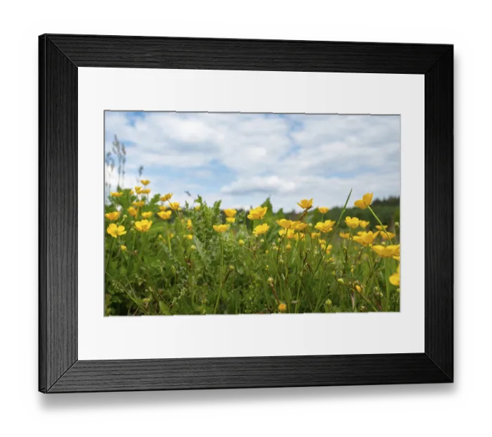 Framed Print : Wild buttercups growing on a meadow Framed Print : Wild buttercups growing on a meadow