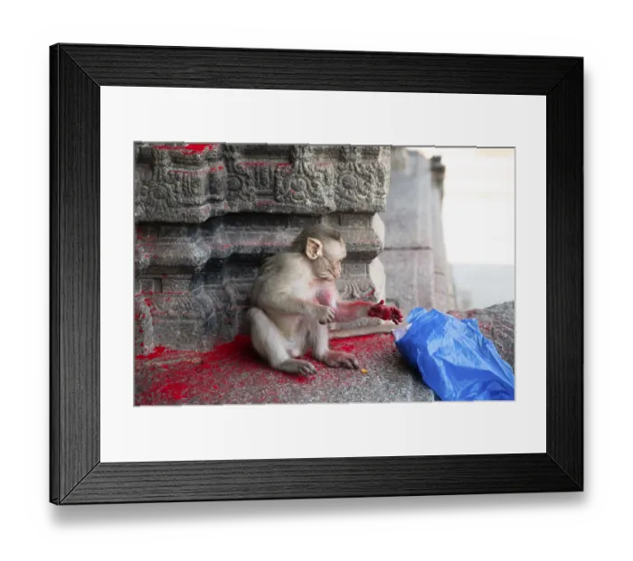 Framed Print : Rhesus monkey, cheeky barbary macaque ape with red holi powder in plastic bag Framed Print : Rhesus monkey, cheeky barbary macaque ape with red holi powder in plastic bag