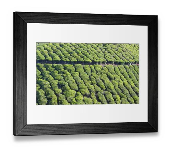 Framed Print : Tea plantation Munnar, aerial view Framed Print : Tea plantation Munnar, aerial view