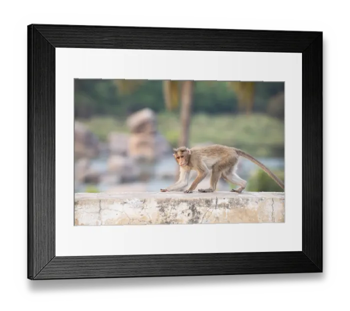 Framed Print : Rhesus monkey running on a wall Framed Print : Rhesus monkey running on a wall