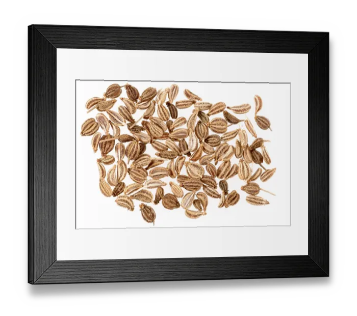 Framed Print : Spices, Ajwain cumin seeds on a white background