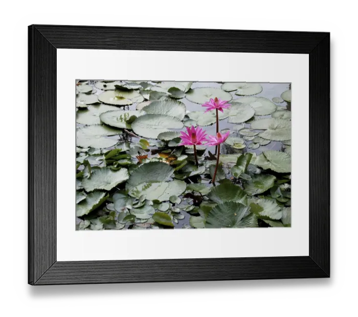 Framed Print : Pink water lily in local pond, Jodhpur