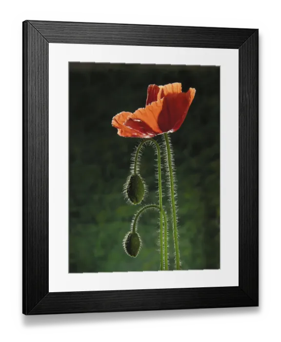 Framed Print : Poppy flower with buds on green background Framed Print : Poppy flower with buds on green background