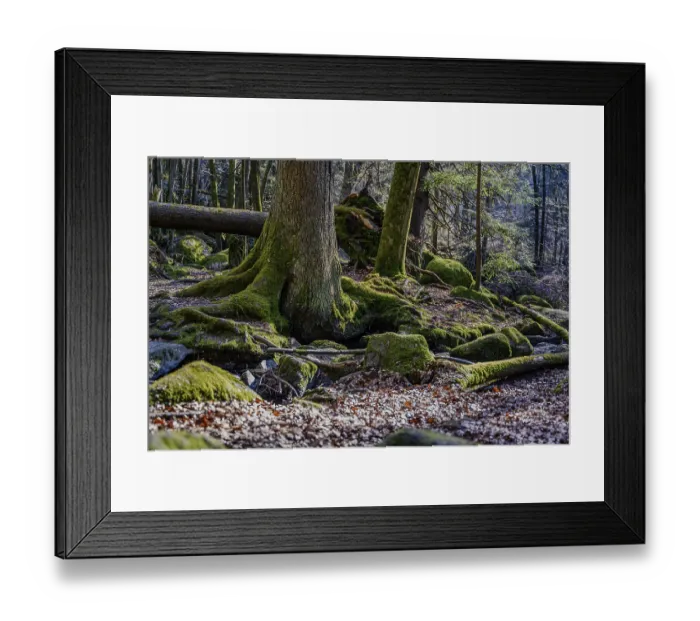 Framed Print : Large tree roots, mossy rocks and leaves on the forest floor