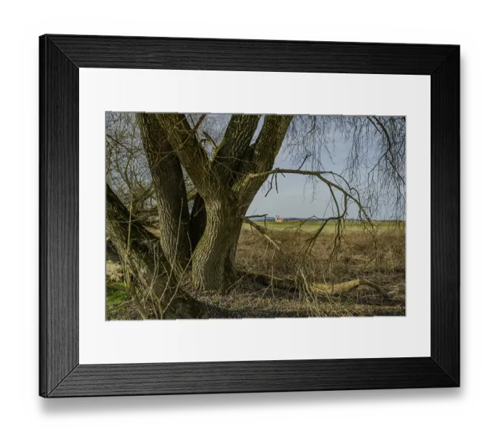Framed Print : Large trees with a view of the wide landscape and fields Framed Print : Large trees with a view of the wide landscape and fields