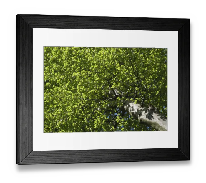 Framed Print : Fresh foliage of copper beech, Hulser Berg Framed Print : Fresh foliage of copper beech, Hulser Berg