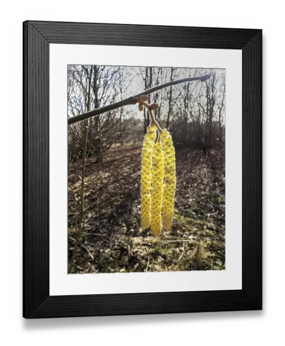 Framed Print : Flowering common hazel (Corylus avellana) in backlight in Ystad