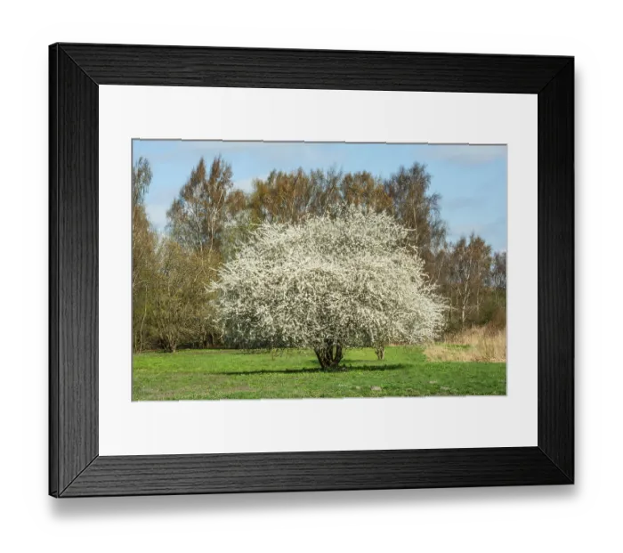 Framed Print : Flowering sloe, blackthorn (Prunus spinosa) in Ystad Framed Print : Flowering sloe, blackthorn (Prunus spinosa) in Ystad