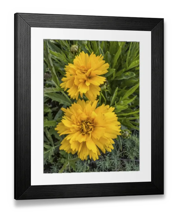 Framed Print : Flowering Girl's eye (Coreopsis Early Sunrise)