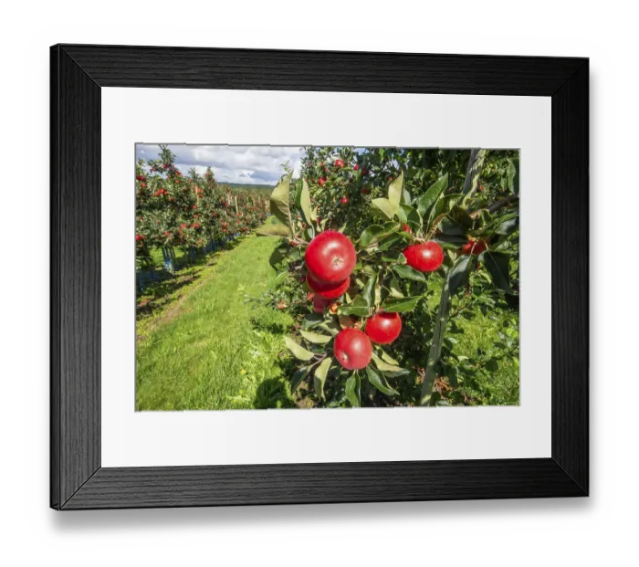 Framed Print : Red apples type Discovery in apple orchard in Rorum Framed Print : Red apples type Discovery in apple orchard in Rorum