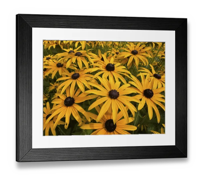 Framed Print : Flowering Rudbeckia or Yellow coneflower (Rudbeckia fulgida) in Ystad