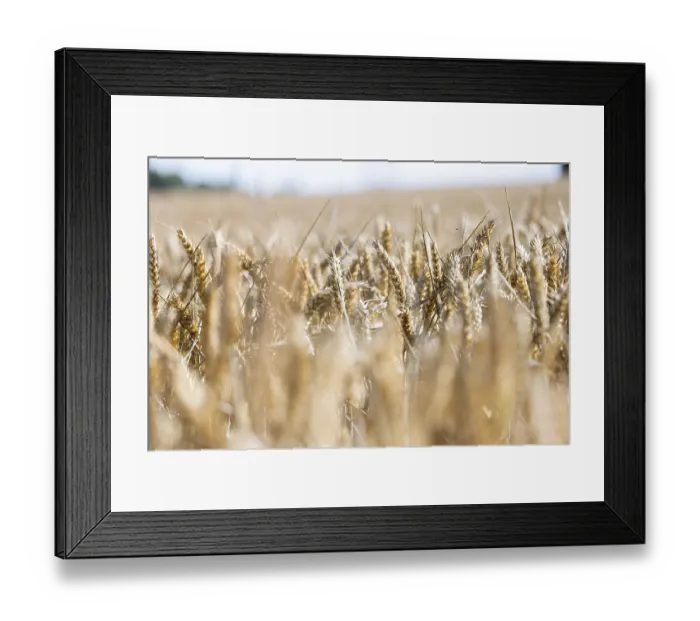 Framed Print : Golden ears of wheat in a sunny wheat field