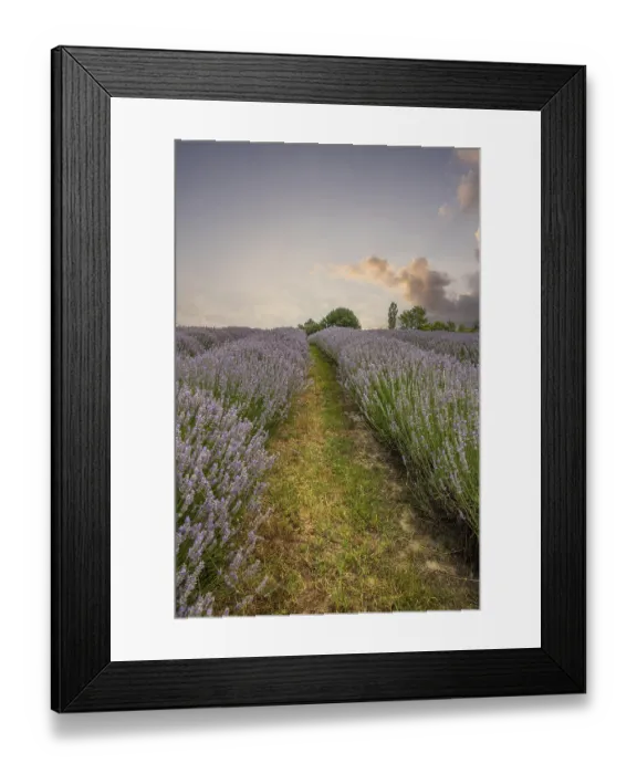 Framed Print : Beautiful summer evening in a lavender field Framed Print : Beautiful summer evening in a lavender field