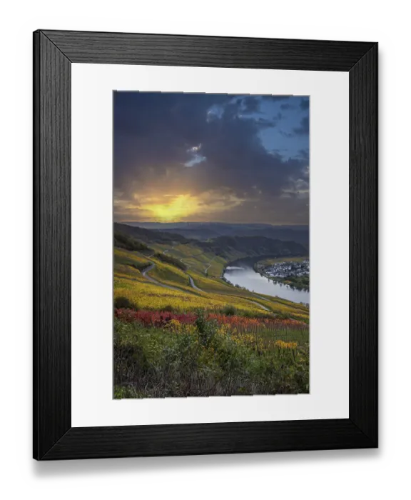 Framed Print : Beautiful vineyards in autumn, yellow leaves
