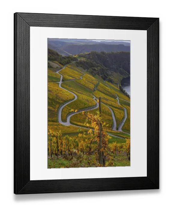 Framed Print : Beautiful vineyards in autumn, yellow leaves