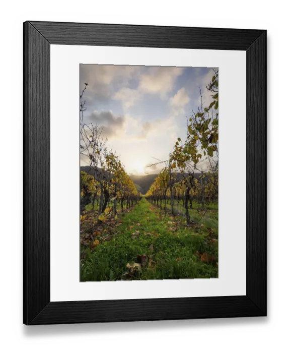 Framed Print : Beautiful vineyards in autumn, yellow leaves Framed Print : Beautiful vineyards in autumn, yellow leaves