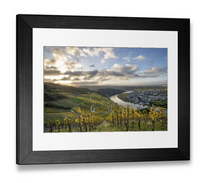 Framed Print : Beautiful vineyards in autumn, yellow leaves