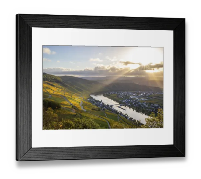 Framed Print : Beautiful vineyards in autumn, yellow leaves Framed Print : Beautiful vineyards in autumn, yellow leaves