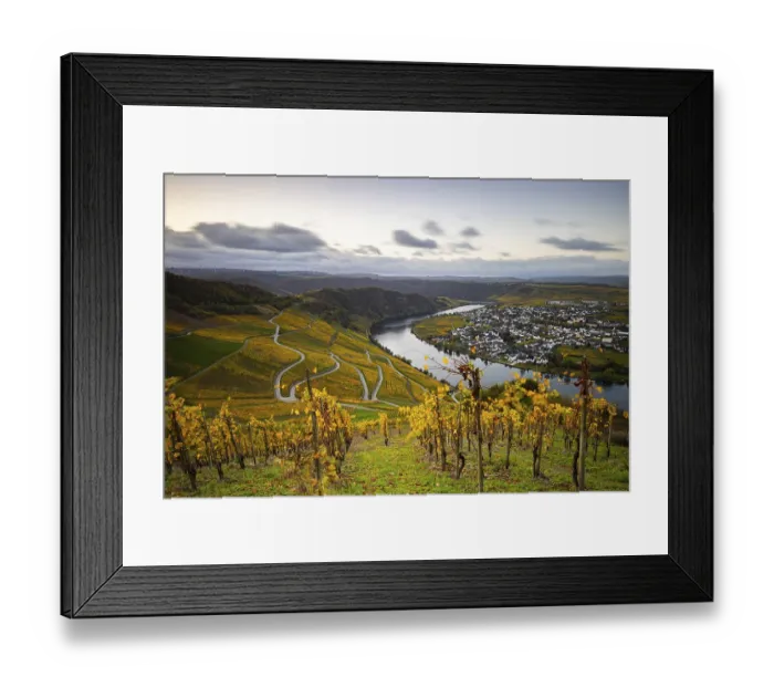 Framed Print : Beautiful vineyards in autumn, yellow leaves