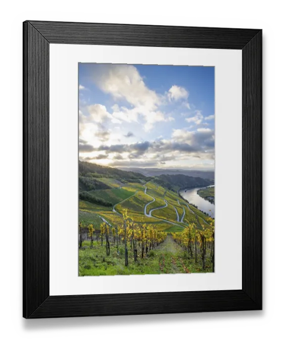 Framed Print : Beautiful vineyards in autumn, yellow leaves Framed Print : Beautiful vineyards in autumn, yellow leaves