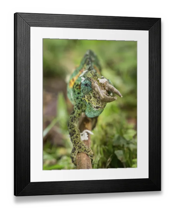 Framed Print : Jackson's Chameleon (Trioceros jacksonii)
