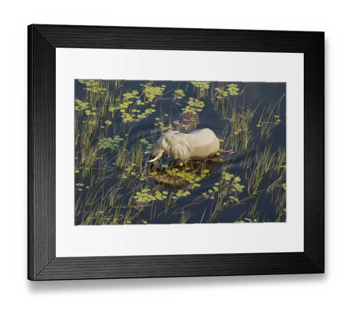 Framed Print : African Elephant (Loxodonta africana)