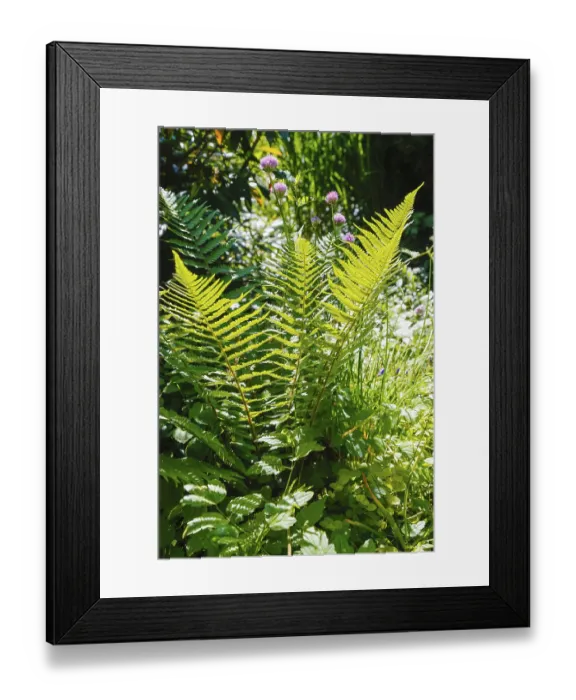 Framed Print : Bracken fern (Pteridium aquilinum)