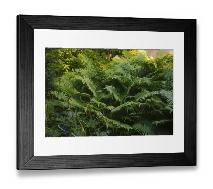 Framed Print : Bracken fern (Pteridium aquilinum)