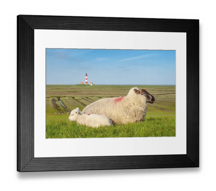 Framed Print : Sheep and lamb lying on a dyke at the North Sea