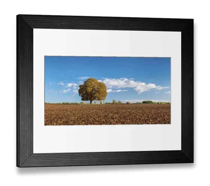 Framed Print : Ploughed field with solitary horse chestnut under a blue sky with white clouds in autumn