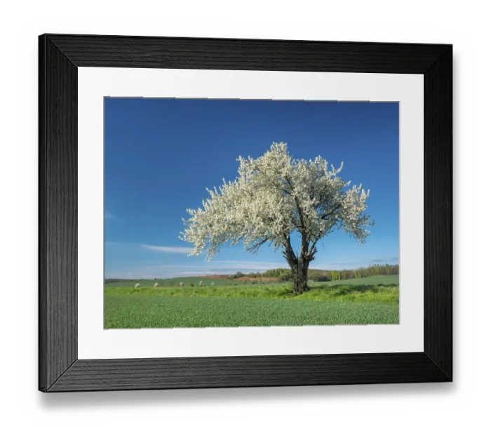 Framed Print : Landscape in spring, green fields and blossoming old large cherry tree