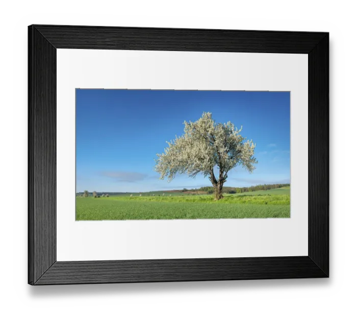 Framed Print : Landscape in spring, green fields and blossoming old large cherry tree Framed Print : Landscape in spring, green fields and blossoming old large cherry tree