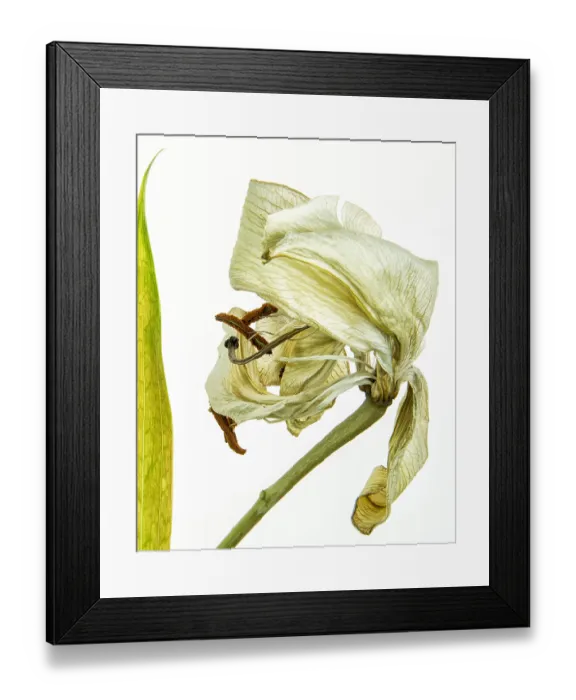 Framed Print : Amaryllis withered, white background Framed Print : Amaryllis withered, white background