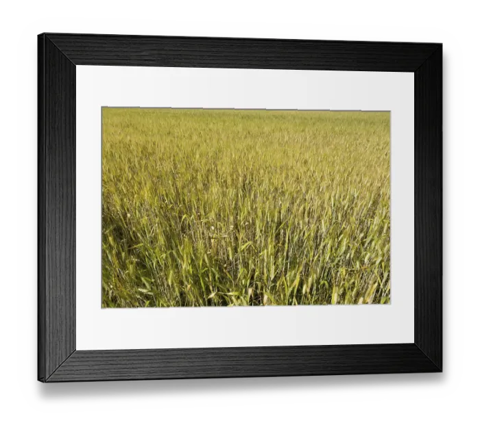 Framed Print : Wheat Field in a Sunny Day in Switzerland