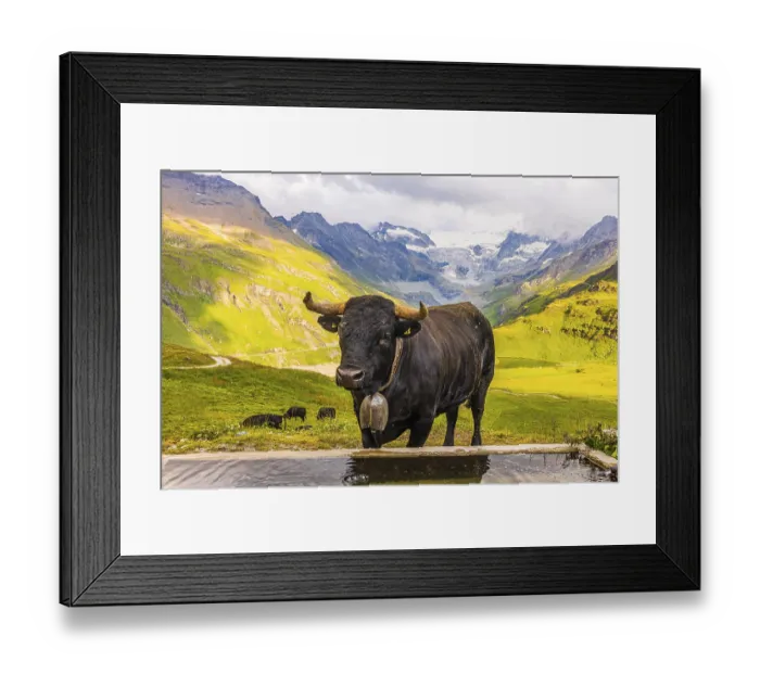 Framed Print : Black cow with large cowbell at a water trough