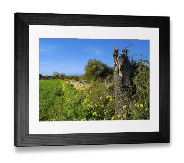 Framed Print : Landscape and nature in February, Majorca, Spain