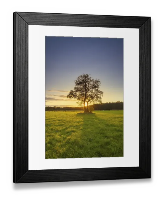 Framed Print : View of a tree standing alone in a meadow in the sunset