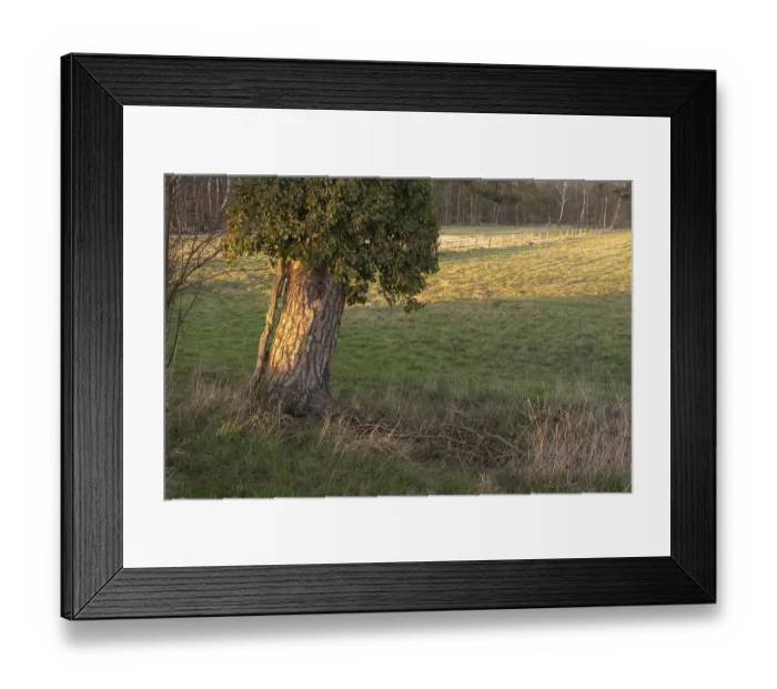 Framed Print : Close-up of ivy (Hedera helix) growing on a spruce (Picea)