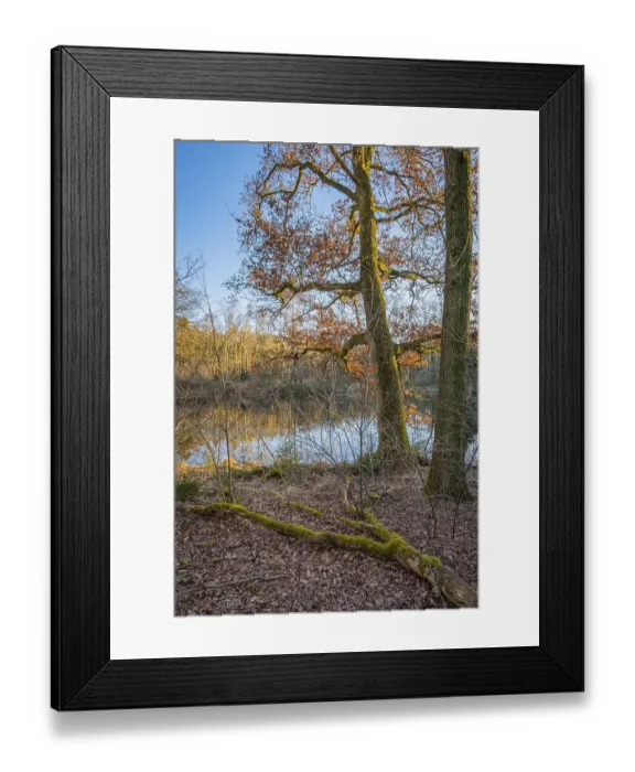 Framed Print : View of a pond in the forest with oak trees in the foreground in the Wildeshauser Geest