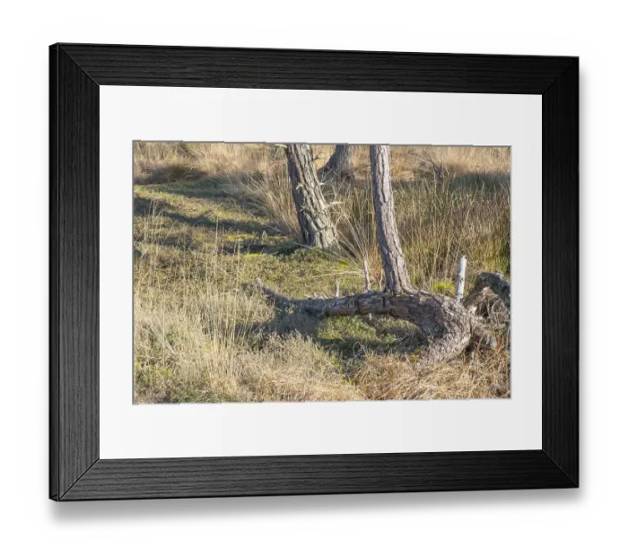 Framed Print : A curiously grown spruce (Picea) in the moor adventure trail