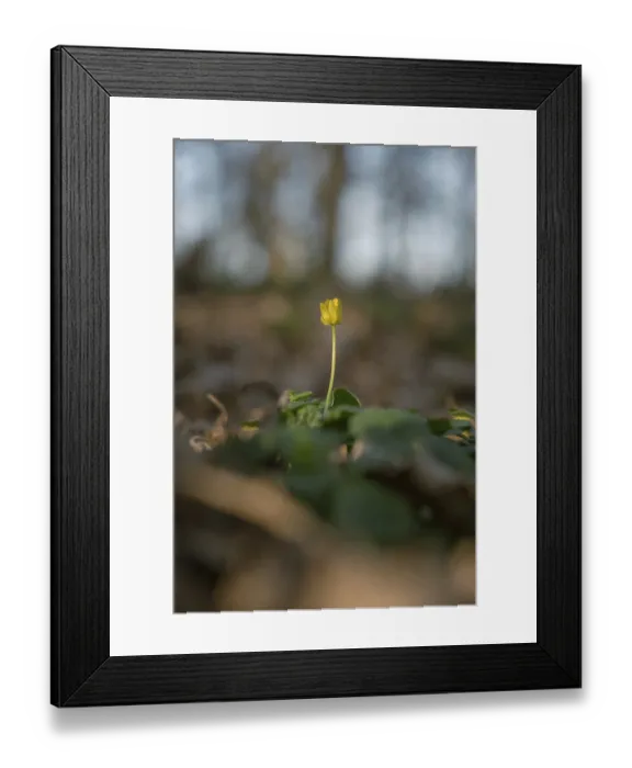 Framed Print : Nature photograph of lesser celandine (Ficaria verna) in spring