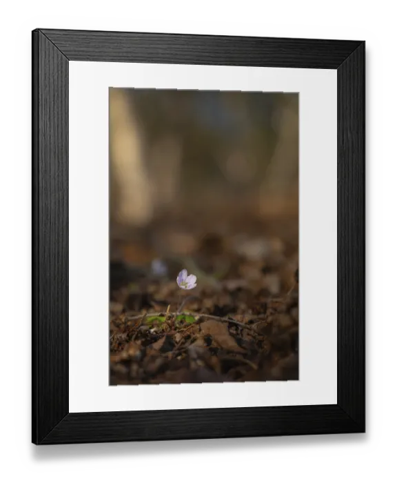 Framed Print : Nature photograph of wood sorrel (Oxalis acetosella) in spring