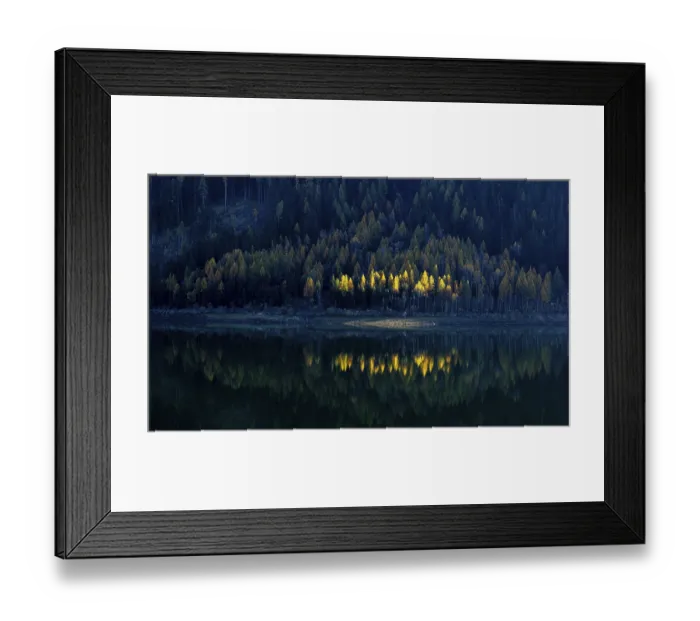 Framed Print : Autumnal larches in bright colours