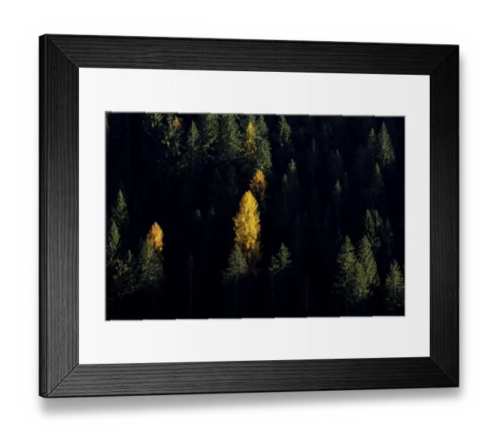 Framed Print : Autumnal larches in bright colours Framed Print : Autumnal larches in bright colours