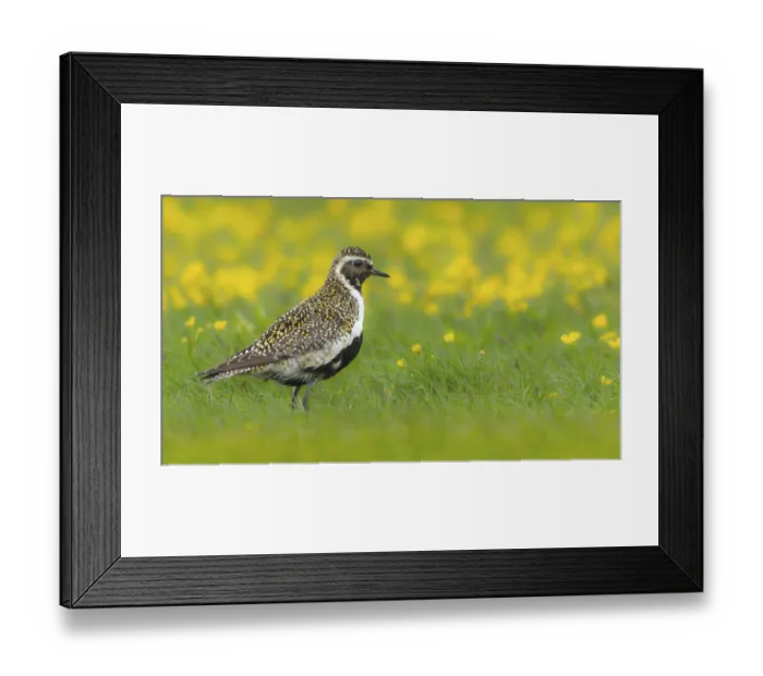 Framed Print : Golden plover (Pluvialis apricaria) breeds on wet meadows