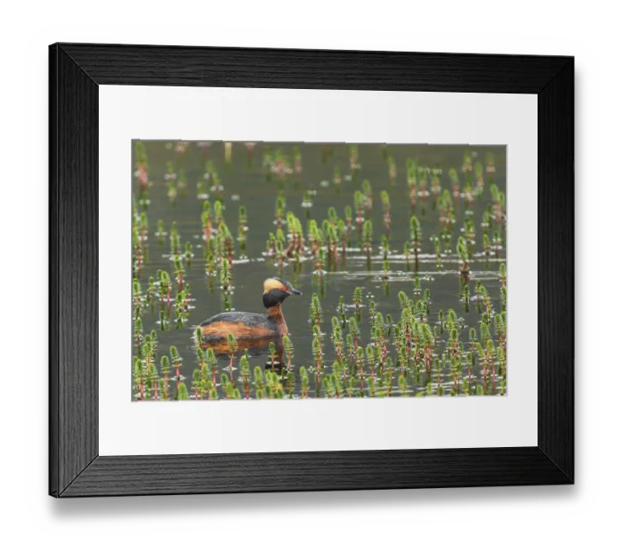 Framed Print : Slavonian grebe (Podiceps auritus) swimming in a pond overgrown with aquatic plants