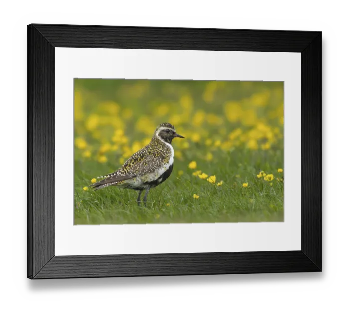 Framed Print : Golden plover (Pluvialis apricaria) in a flower meadow