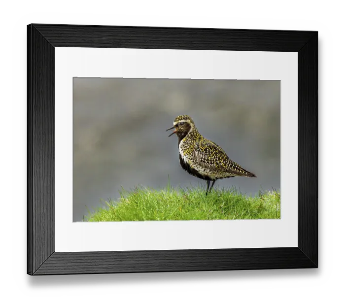 Framed Print : Golden plover (Pluvialis apricaria) singing in its habitat