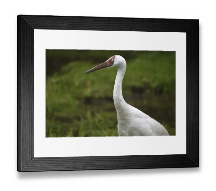 Framed Print : Snow Crane, (Leucogeranus leucogeranus) Barn Crane