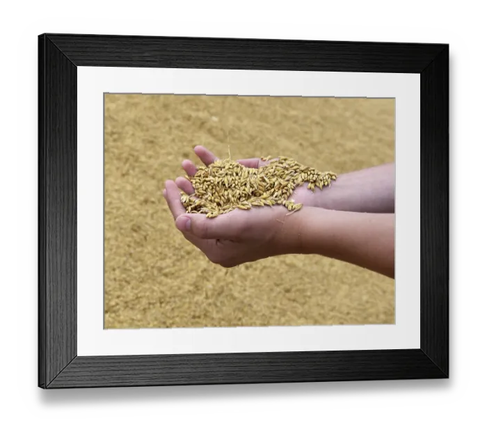 Framed Print : Hand with barley, grain